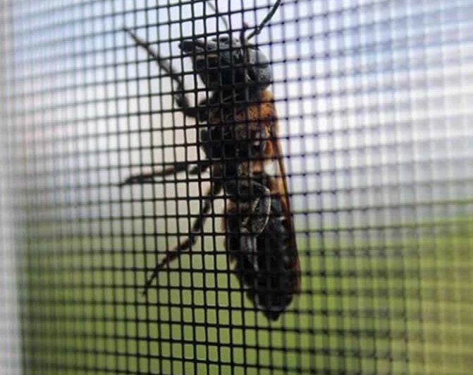 fiberglass insect screen
